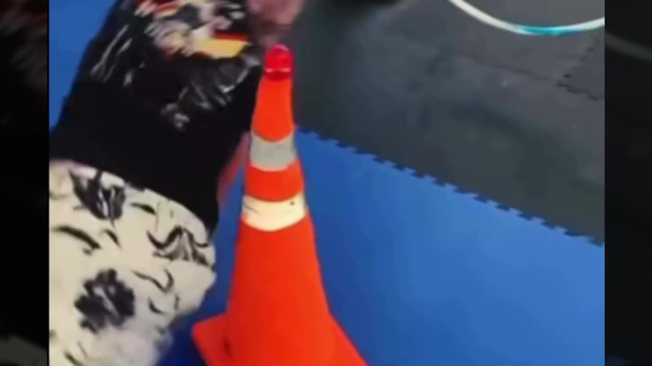 Decadent Spectacle: Trans Man Competes in Dog Show