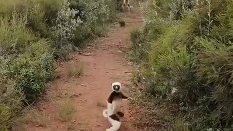 Monkeying around