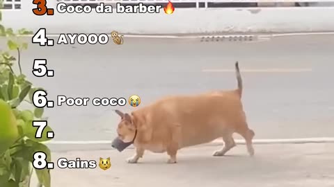 ranking funny animals