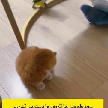 ماجرای خنده‌دار طوطی‌های شیطون و گربه انگلیسی: Funny Moment: Naughty Parrots vs Cat!