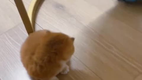 ماجرای خنده‌دار طوطی‌های شیطون و گربه انگلیسی: Funny Moment: Naughty Parrots vs Cat!