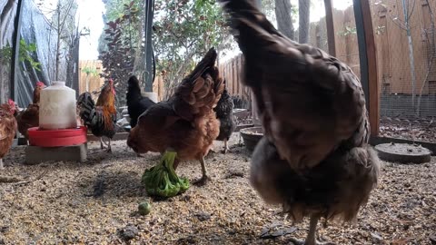 Backyard Chickens Fun Relaxing Continuous Video Sounds Noises!