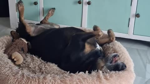 🤣👵 Old School Zoomies - You Won't Believe Her Moves! | FunFM