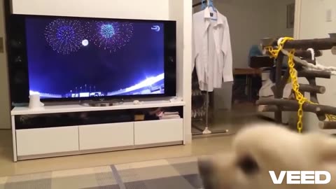 Oscar-Worthy Barking: Dogs Who Deserve a Standing Ovation!