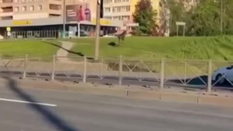 A moose was hit by a car