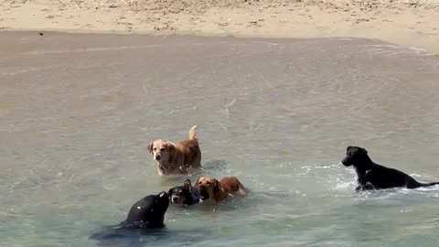 Playful Dogs Interact With a Sea Lion on the Beach
