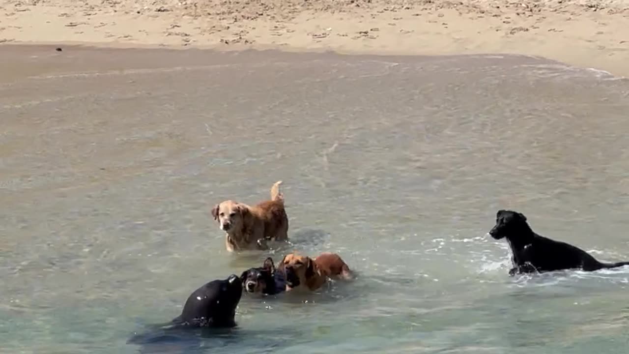 Playful Dogs Interact With a Sea Lion on the Beach