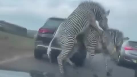 😂🦓 Zebra's Got the Hots! | FunFM