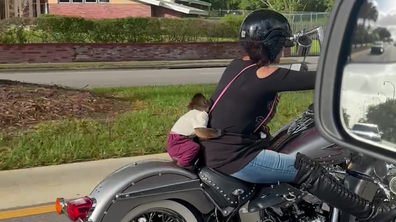 Pet Monkey Rides on Back of Motorcycle