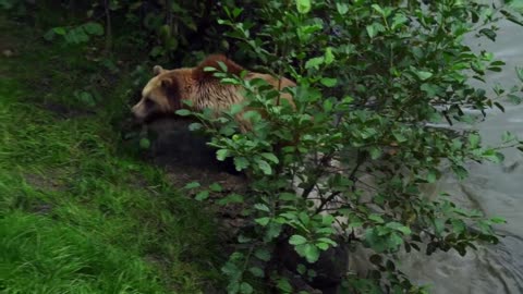 Bear having fun in the river