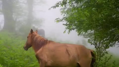 The beautiful horses in forest