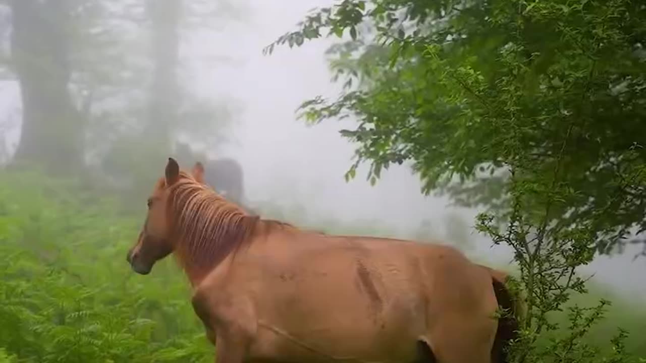 The beautiful horses in forest