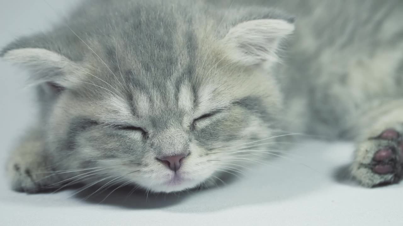 Sleepy grey kitten waking up from a nap