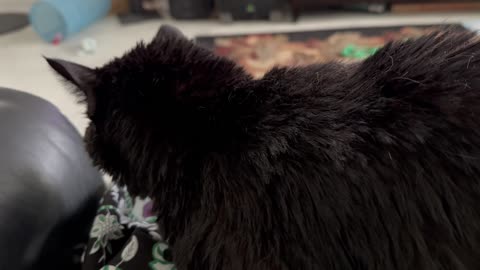 Cute Precious Piper Had a Pedicure and a Bath in One Day - Adopting a Cat from a Shelter Vlog