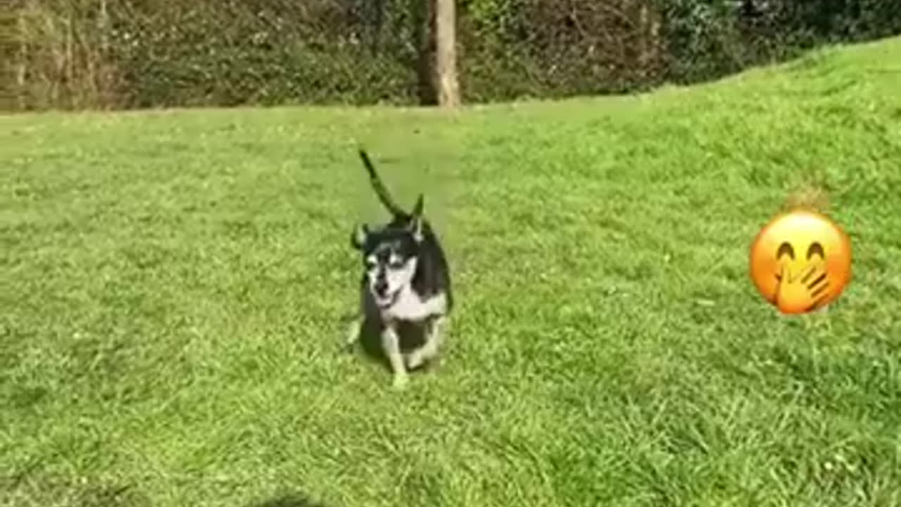 Hilarious Animal Moments That Will Make Your Day!