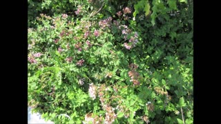 Joy Of The Mountain Oregano August 2024