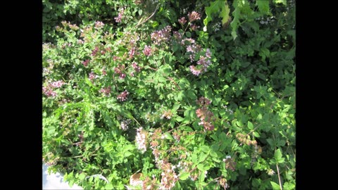 Joy Of The Mountain Oregano August 2024