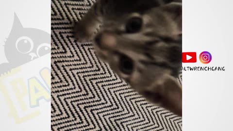 25th July Kitten Vlog