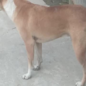 Please feed them and take care of them.