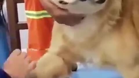 dogs, cute dogs, funny dog videos, animals, pets,