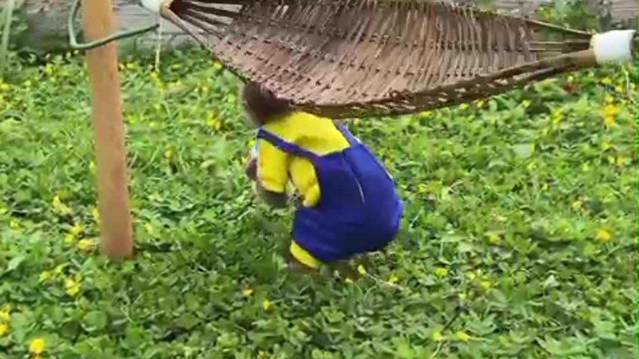 Best of Funny Monkeys video