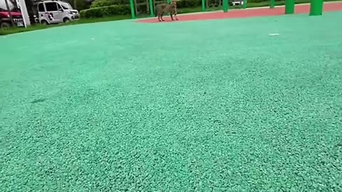 Close-up of two cats chasing each other