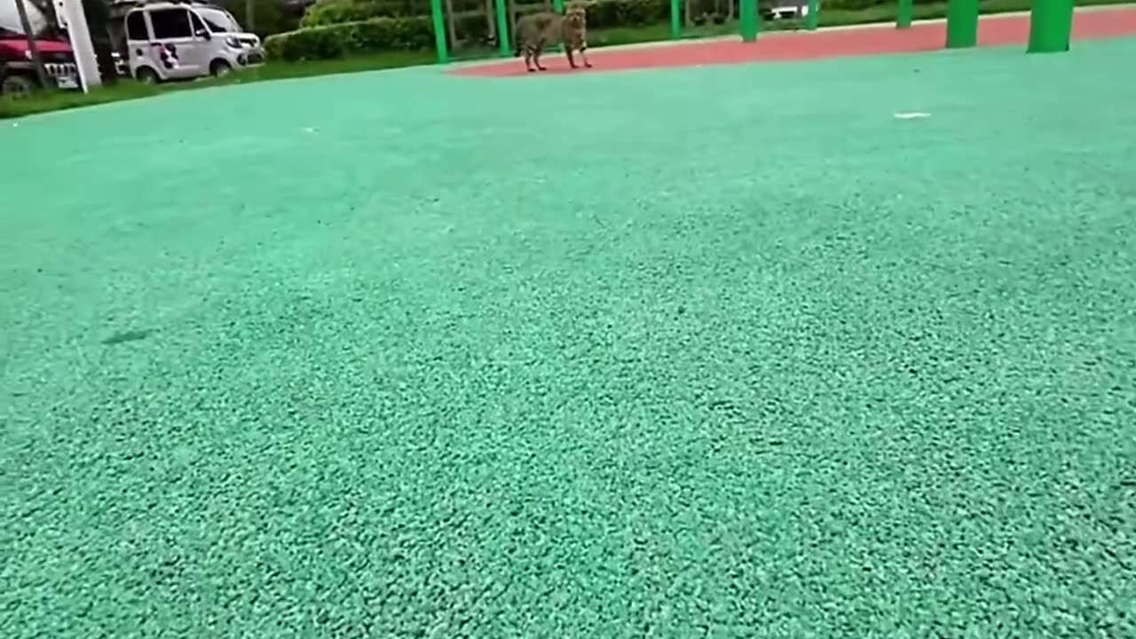 Close-up of two cats chasing each other