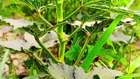 Natural beauty #kitchen garden