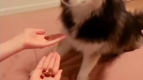 “Try Not To Laugh Challenge 🤣 Funny Dogs & Cats Compilation”