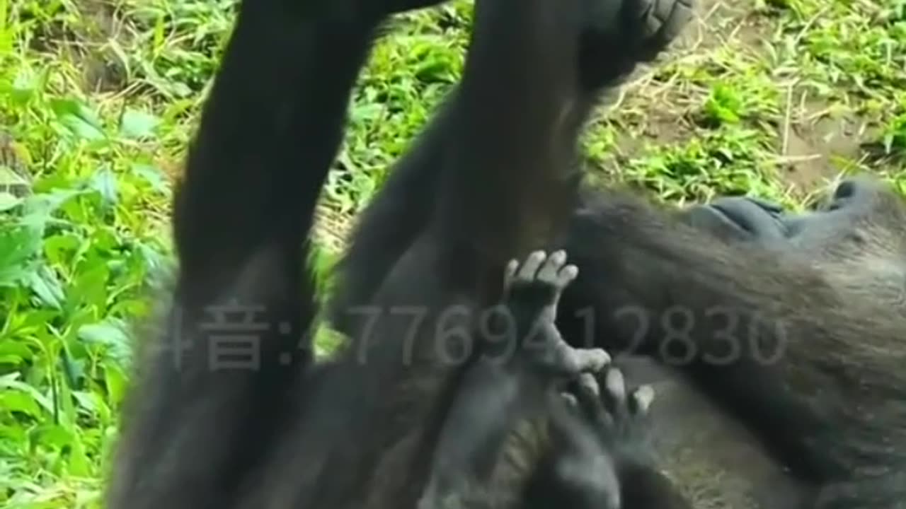 Mother Gorilla be like