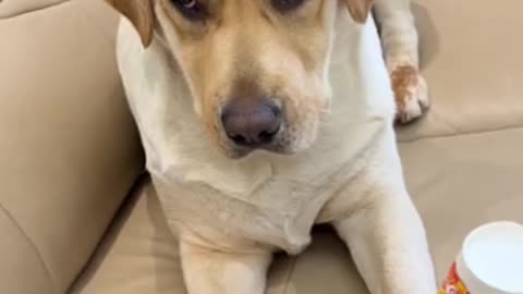 😂 😂 😂 #funny #animal #humor #cats #dogs #pets #rumble #viral #trending 098