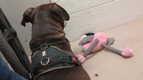Astrid 8y A841285@TRN needs 2 be adopted Pink Flamingo maybe was a soothing toy she wanted20259215
