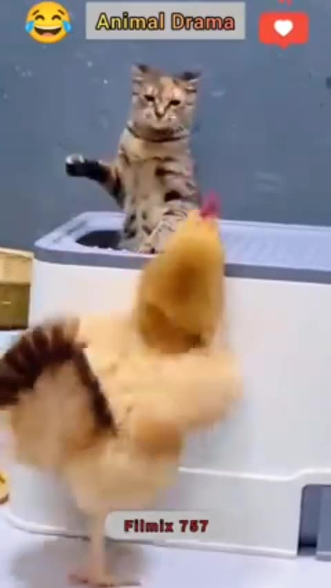 Funny videos funny birds funny animal natural beauty cute animals