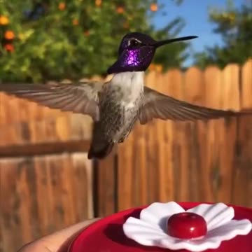Feeding a Hummingbird.. 😊