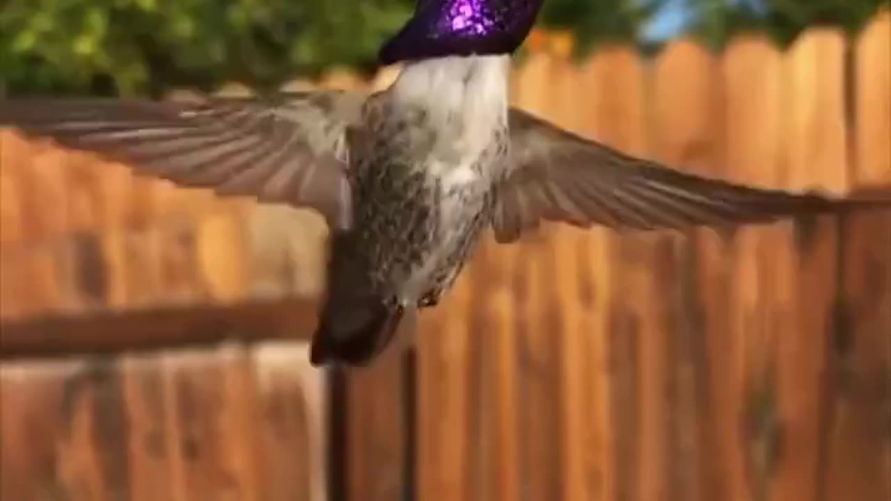 Feeding a Hummingbird.. 😊