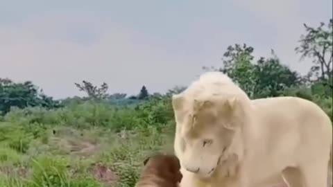 Never before
