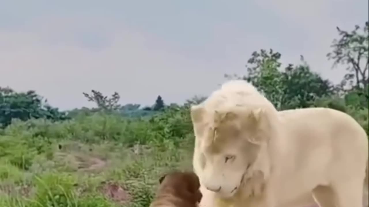 Never before