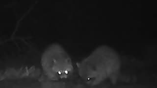 EA S161 - Sharing Coons