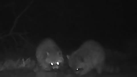 EA S161 - Sharing Coons