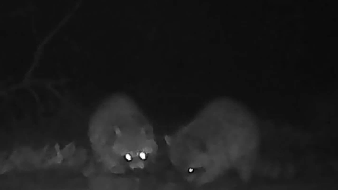EA S161 - Sharing Coons