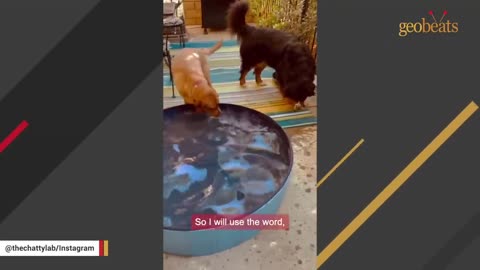 This is probably the world's smartest dog - SMART ANIMALS