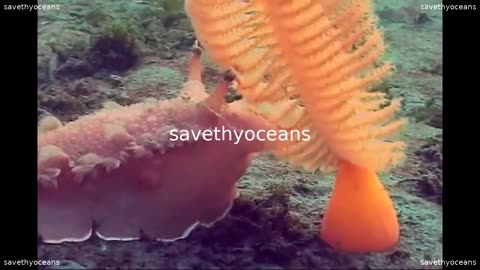 Nudibranch Vs Sea Pen Fight