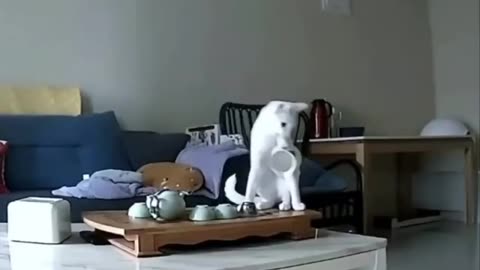 Destructive kitty behaviour