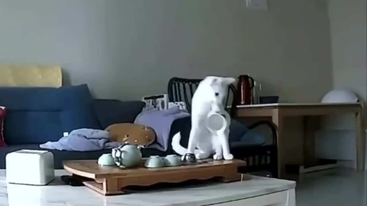 Destructive kitty behaviour