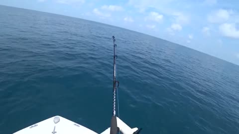 pesca a pesci grossi o big fish, parte 2, hammer shark o grande squalo martello_part4