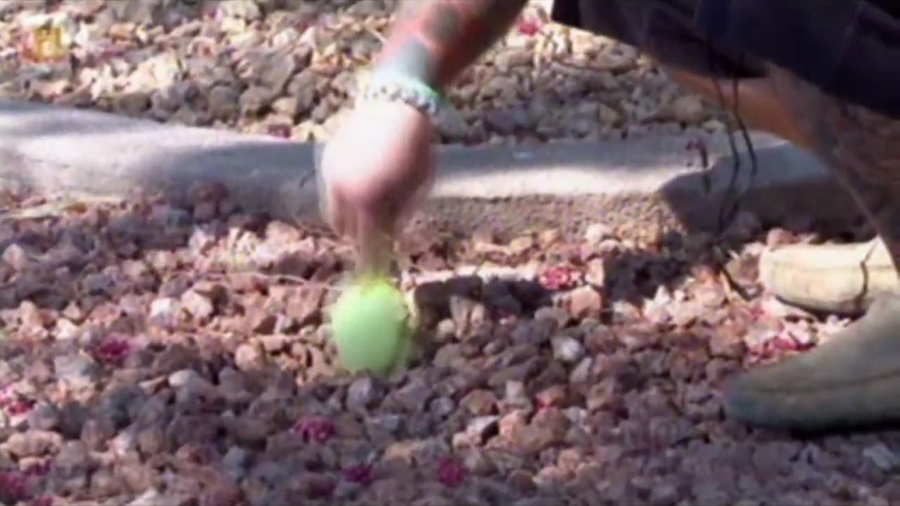 GWIAZDY LOMBARDU 100 dokument pl