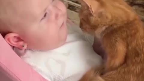 "OMG! This Cat Thinks It’s a Baby 😂"