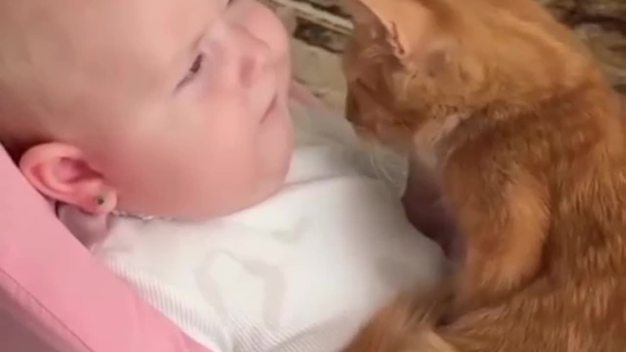 "OMG! This Cat Thinks It’s a Baby 😂"