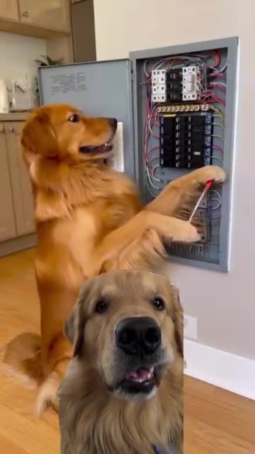 इंसान जो इसे हल करते हैं 🙀 #goldenretriever #goldens #cães