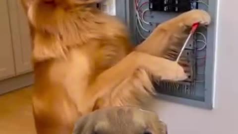 इंसान जो इसे हल करते हैं 🙀 #goldenretriever #goldens #cães